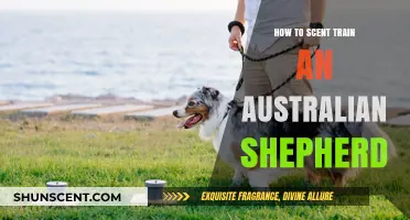 Scent Training Your Australian Shepherd: Effective Techniques for Success