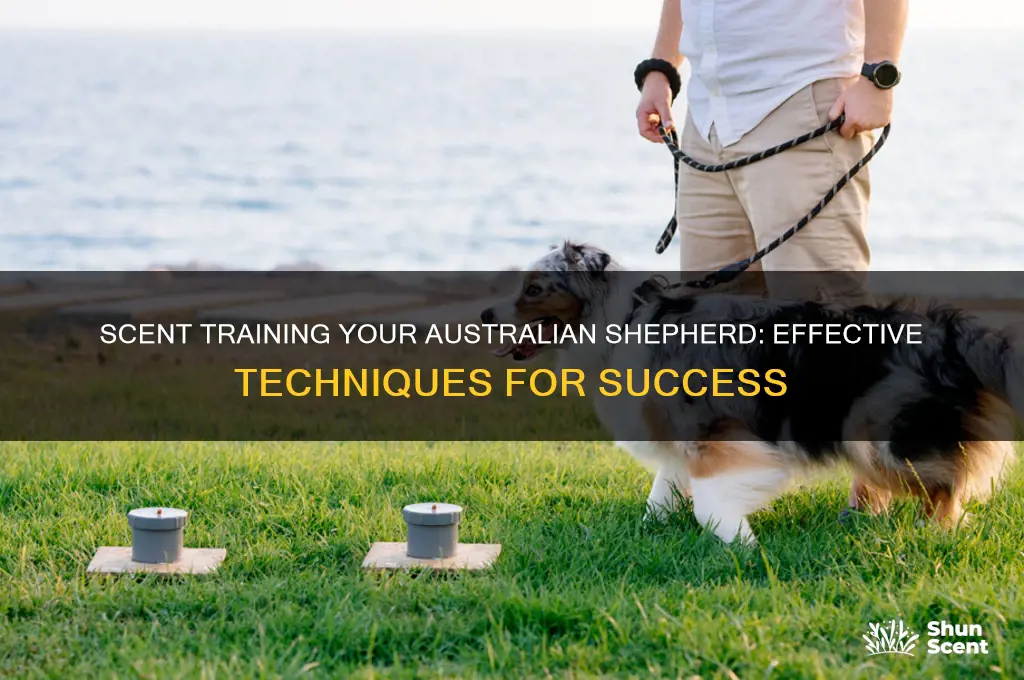 how to scent train an australian shepherd