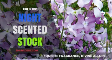 Sowing Night Scented Stock: A Step-by-Step Guide for Fragrant Blooms