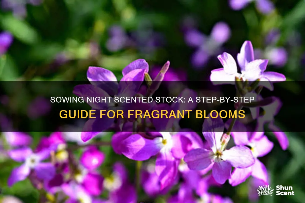 how to sow night scented stock