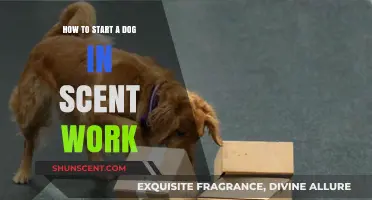 Unleash Your Dog's Potential: A Beginner's Guide to Scent Work
