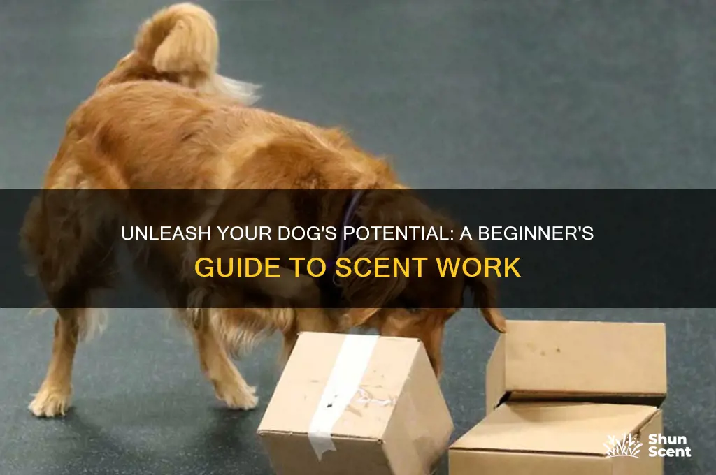 how to start a dog in scent work
