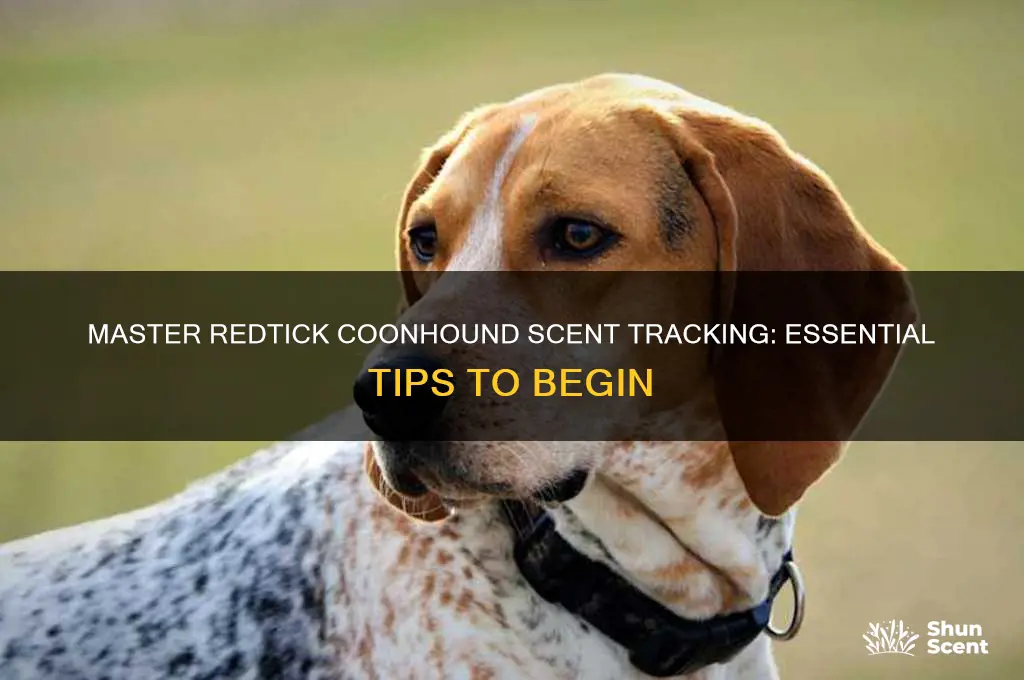 how to start a redtick coonhound scent tracking