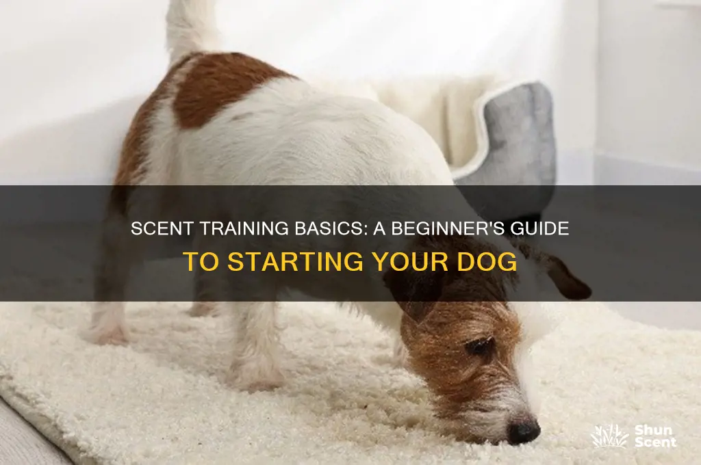 how to start scent training a dog