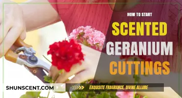 Rooting Scented Geranium Cuttings: A Beginner's Guide to Propagation Success