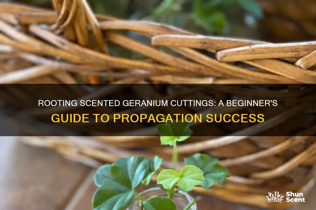 how to start scented geranium cuttings