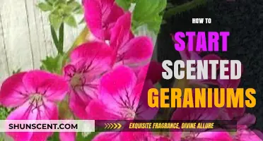 Growing Scented Geraniums: A Beginner's Guide to Starting Your Own
