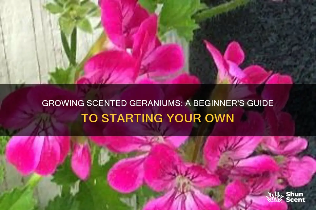 how to start scented geraniums