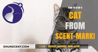 Prevent Cat Scent-Marking: Effective Strategies for a Clean Home