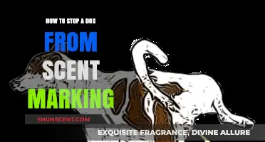 Prevent Dog Scent Marking: Effective Strategies for a Clean Home