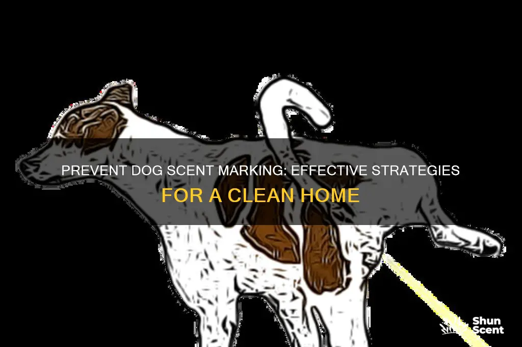 how to stop a dog from scent marking