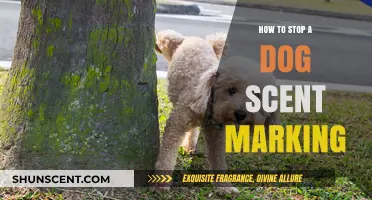 Effective Strategies to Prevent Your Dog from Scent Marking Indoors