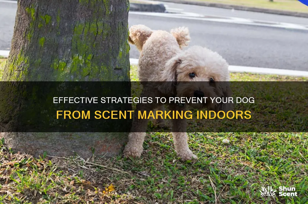how to stop a dog scent marking
