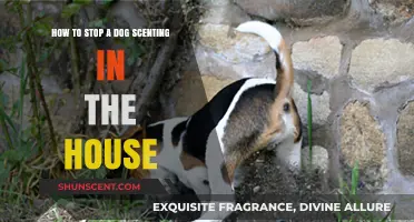Stop Dog Scent Marking Indoors: Effective Strategies for a Fresh Home