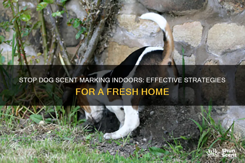 how to stop a dog scenting in the house