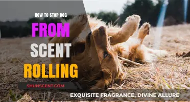 Preventing Scent Rolling: Effective Strategies to Stop Your Dog's Behavior