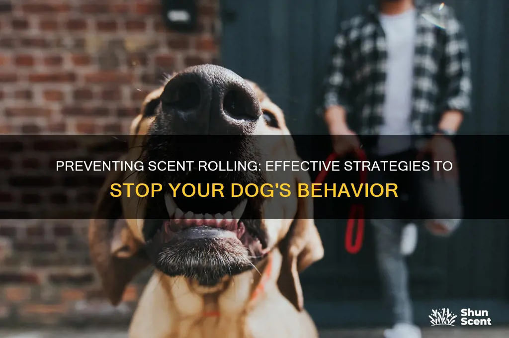 how to stop dog from scent rolling