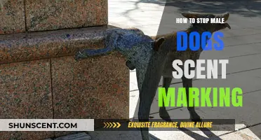 Effective Strategies to Prevent Male Dogs from Scent Marking Indoors