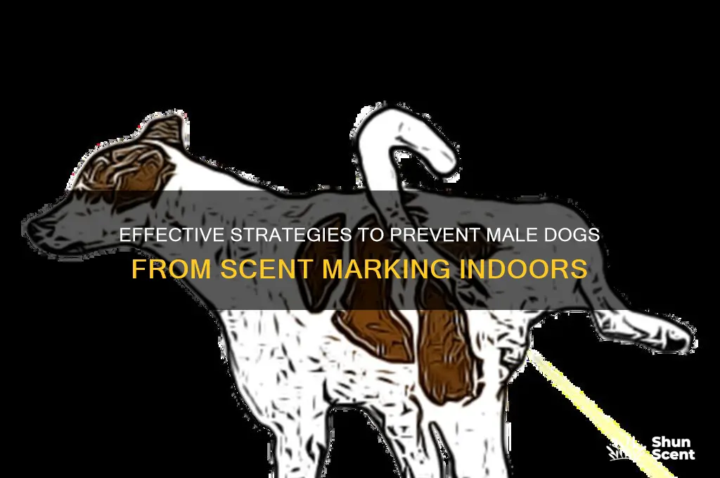how to stop male dogs scent marking