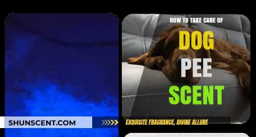 Effective Tips to Eliminate Dog Pee Smell from Your Home