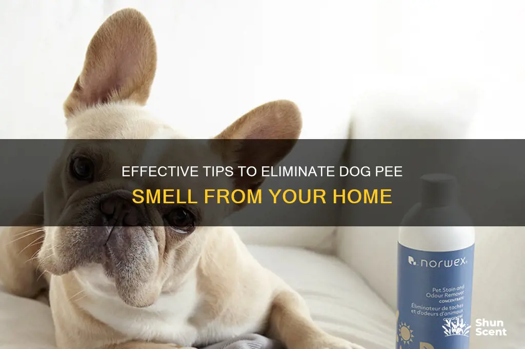 how to take care of dog pee scent