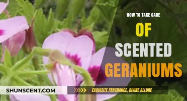 Caring for Scented Geraniums: Essential Tips for Healthy, Fragrant Plants