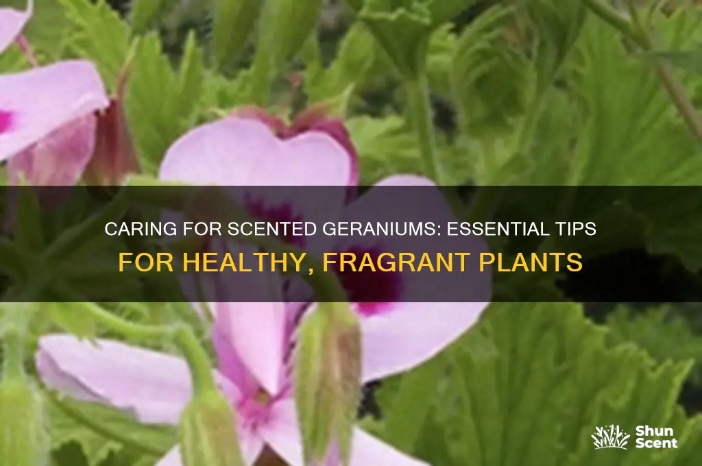 how to take care of scented geraniums