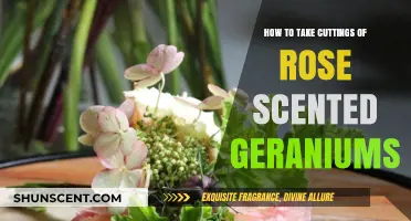 Propagating Rose Scented Geraniums: Easy Steps for Successful Cuttings