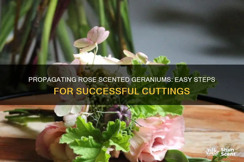 how to take cuttings of rose scented geraniums
