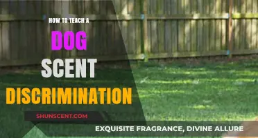 Mastering Scent Discrimination: Effective Techniques to Train Your Dog