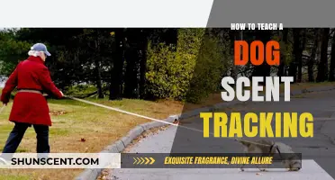 Mastering Scent Tracking: Effective Techniques to Train Your Dog
