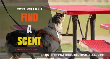 Mastering Scent Detection: Effective Techniques to Teach Your Dog