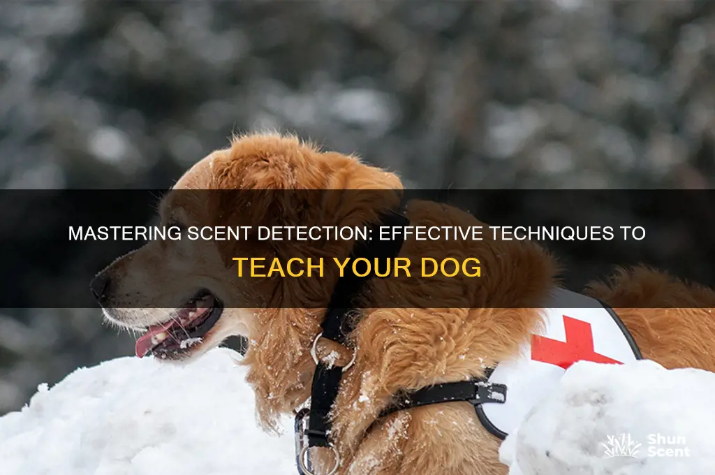 how to teach a dog to find a scent