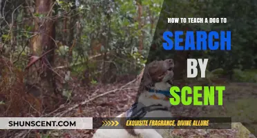 Mastering Scent Detection: Effective Techniques to Teach Dogs Search Skills