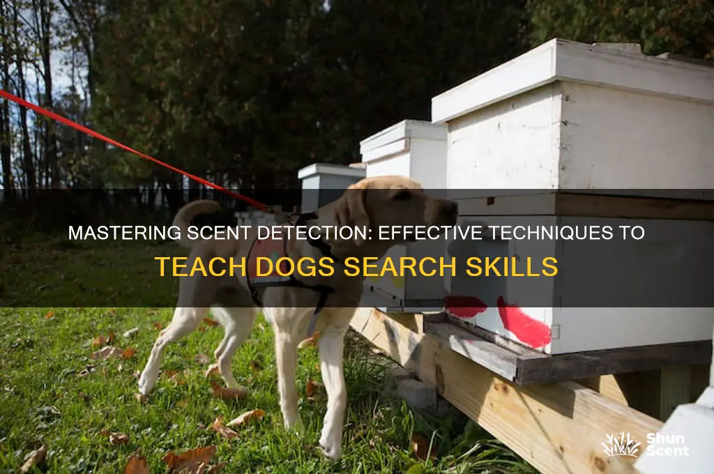 how to teach a dog to search by scent