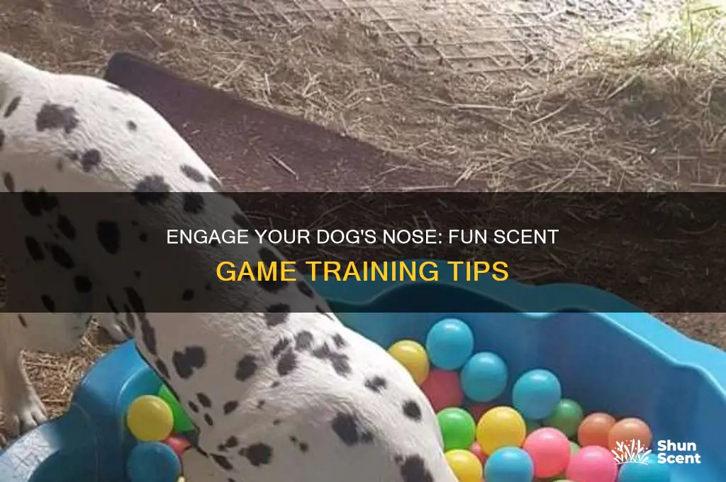 how to teach dog scent games