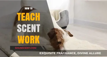 Mastering Scent Work: Effective Techniques for Teaching Dogs to Sniff