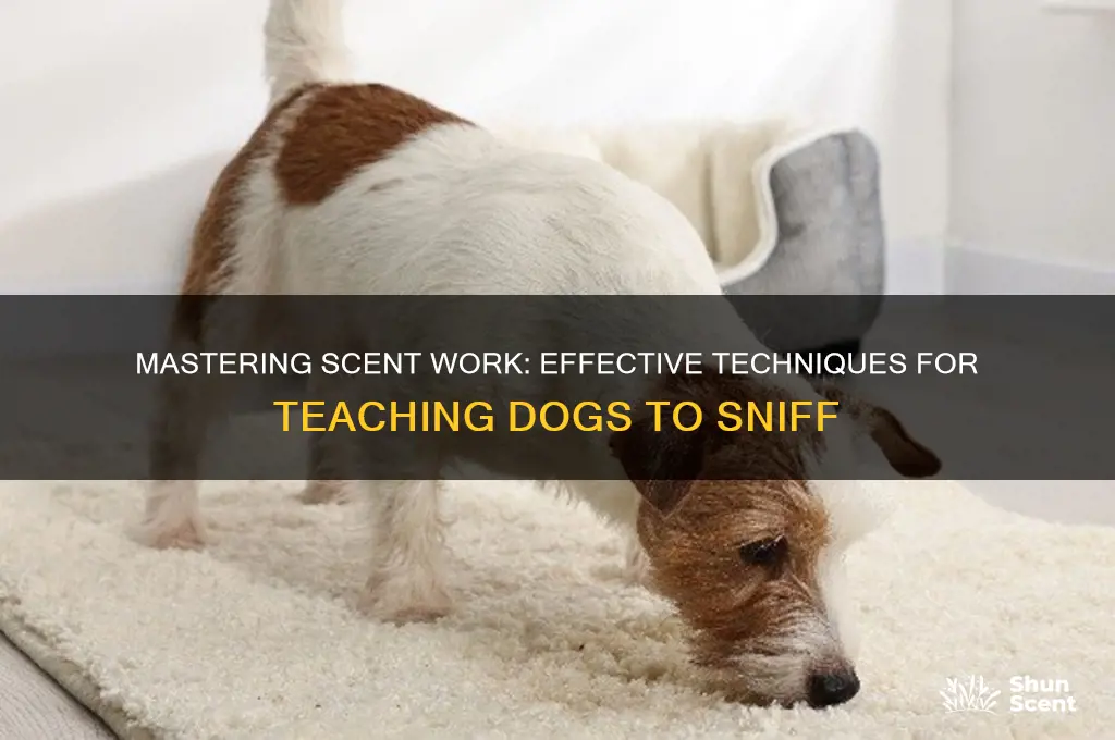how to teach scent work