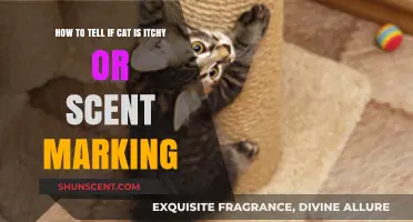 Itchy or Marking? Decoding Your Cat's Scratching Behavior