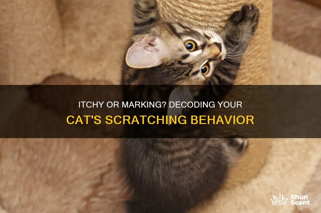 how to tell if cat is itchy or scent marking