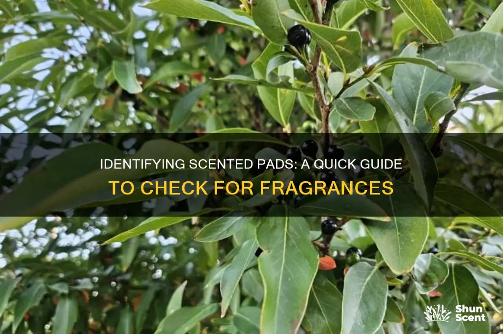 how to tell if pads are scented