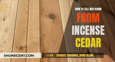 Identifying Red and Incense Cedars: What's the Difference?