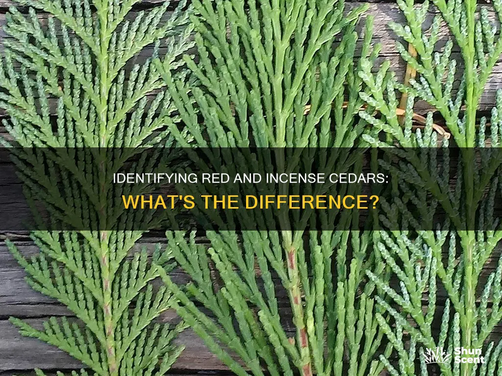how to tell red cedar from incense cedar