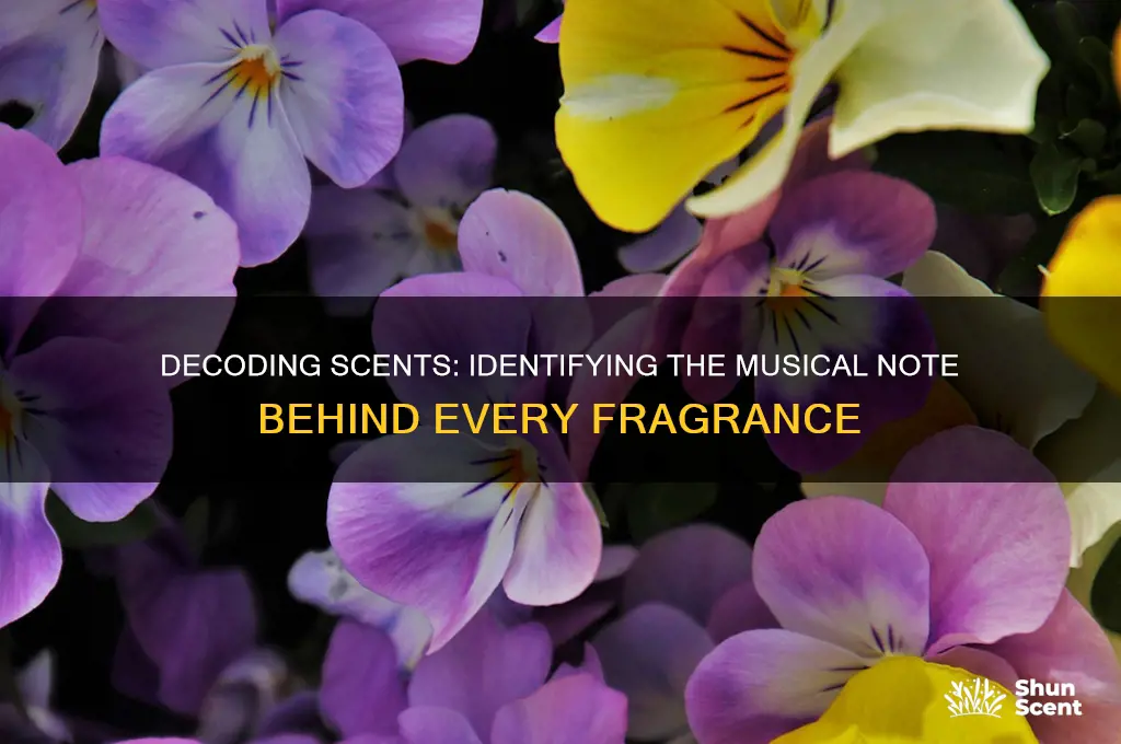 how to tell what note a scent is