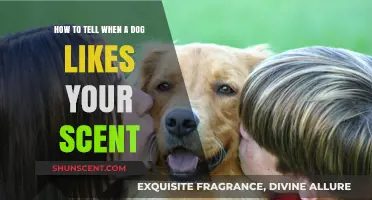 Does Your Dog Love Your Scent? Signs to Watch For