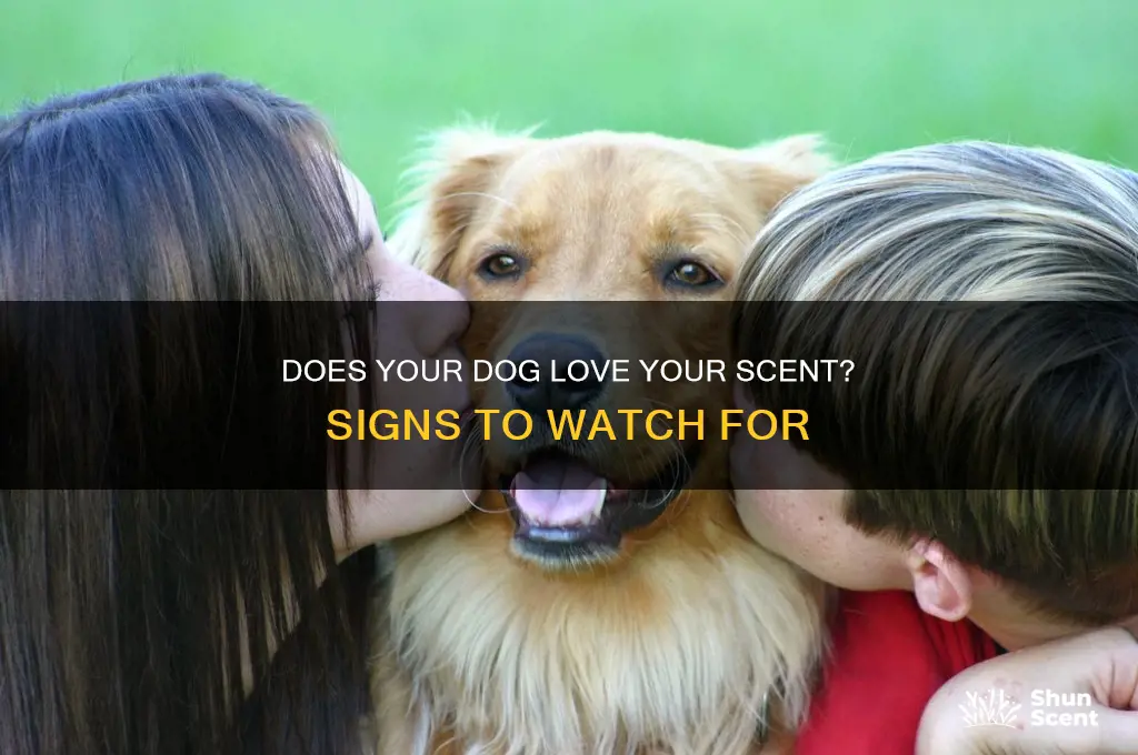 how to tell when a dog likes your scent