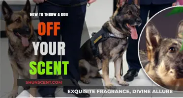 Outsmart Canine Noses: Proven Tactics to Evade Dog Detection