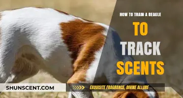 Mastering Scent Tracking: Effective Training Techniques for Your Beagle