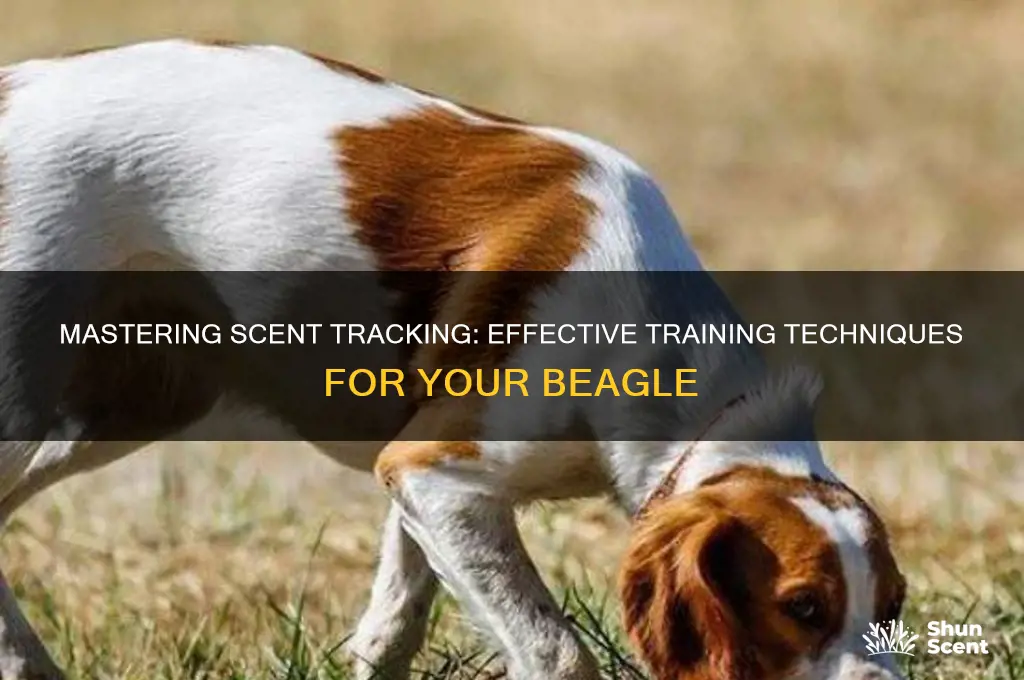 how to train a beagle to track scents