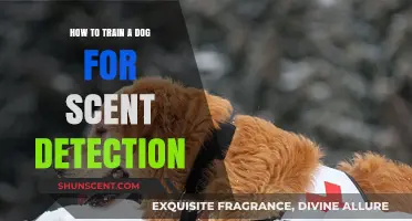 Mastering Scent Detection: Effective Training Techniques for Your Dog